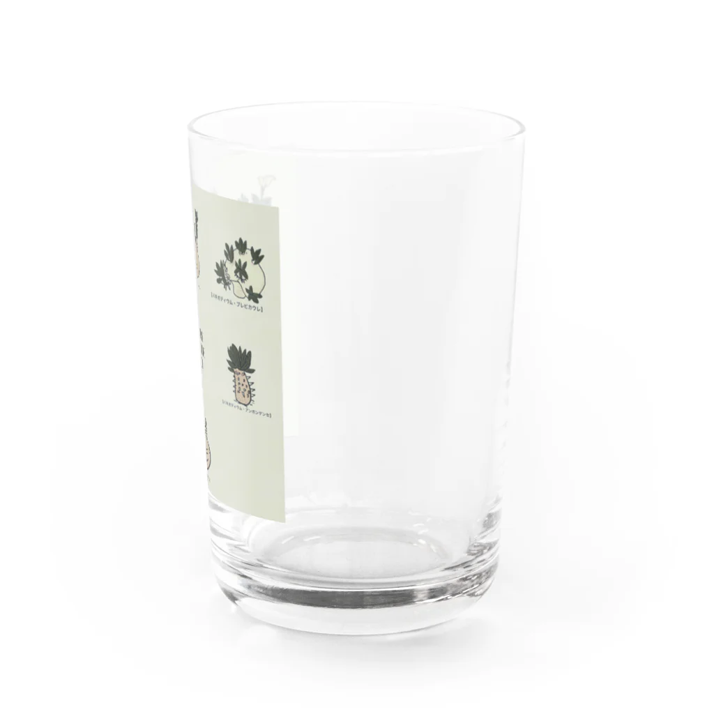 パキポキさんのcaudex  Water Glass :right