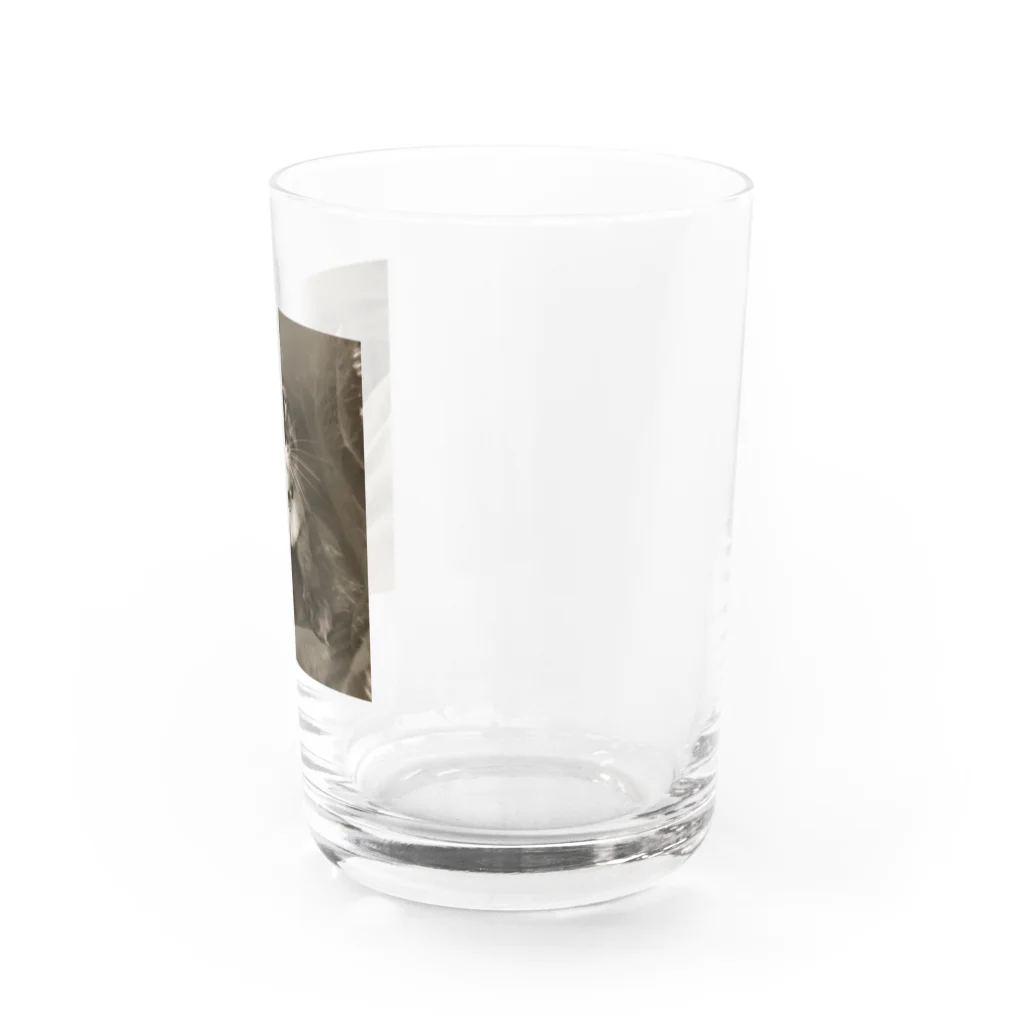 Kitty-Kitty(キティキティ)のどんぐりおめめの福ちゃん Water Glass :right