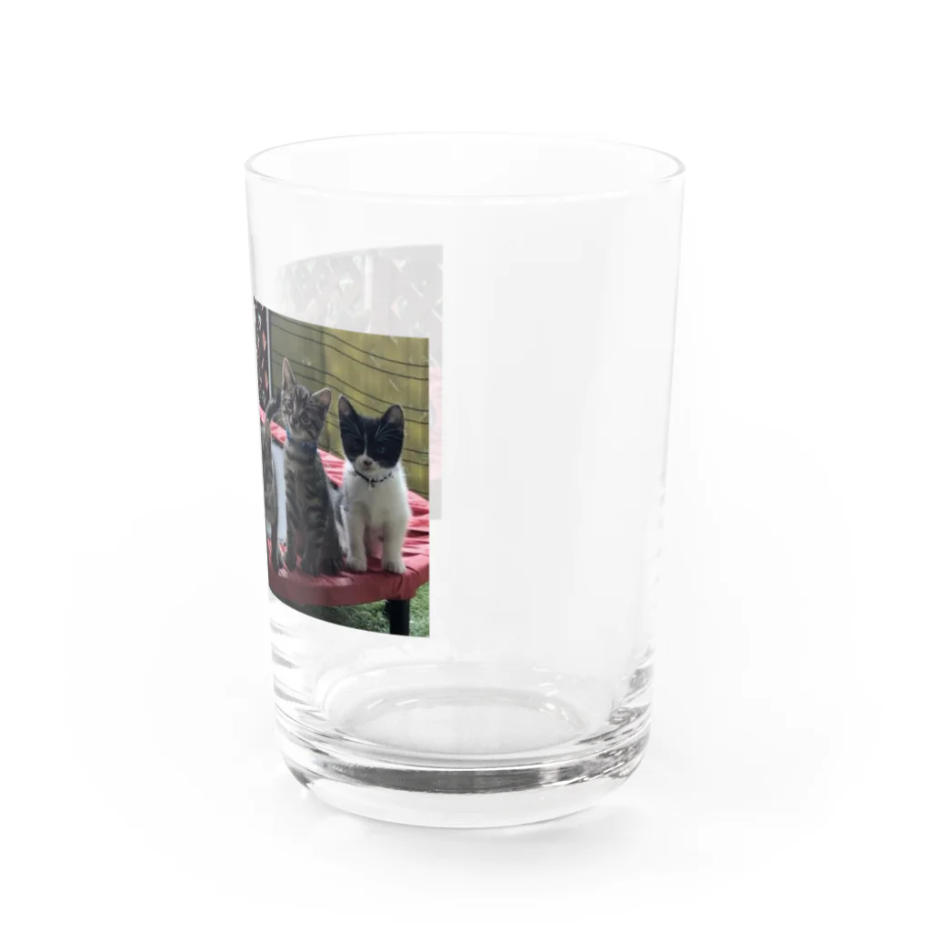 Linlin Houseの子猫 コキジちゃんfive Water Glass :right