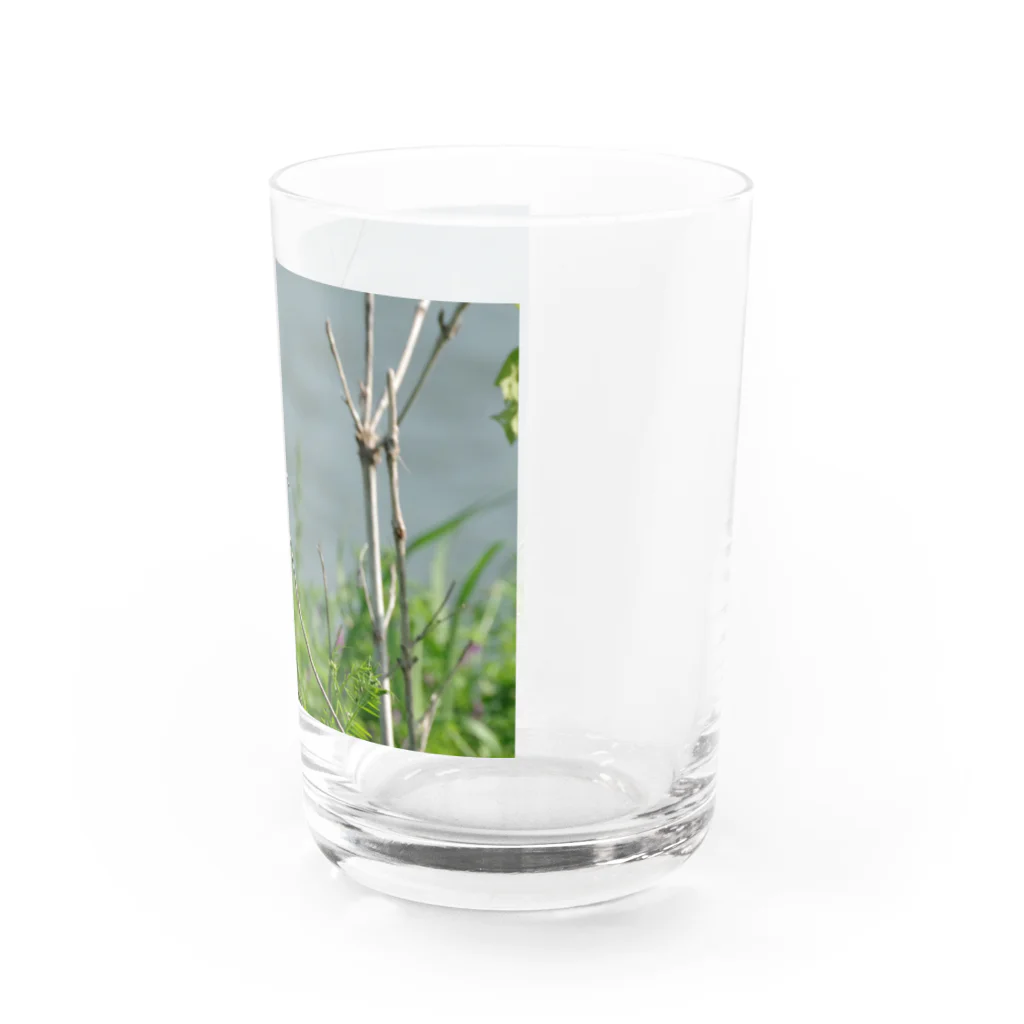 strike-eagleの野鳥　セッカ Water Glass :right