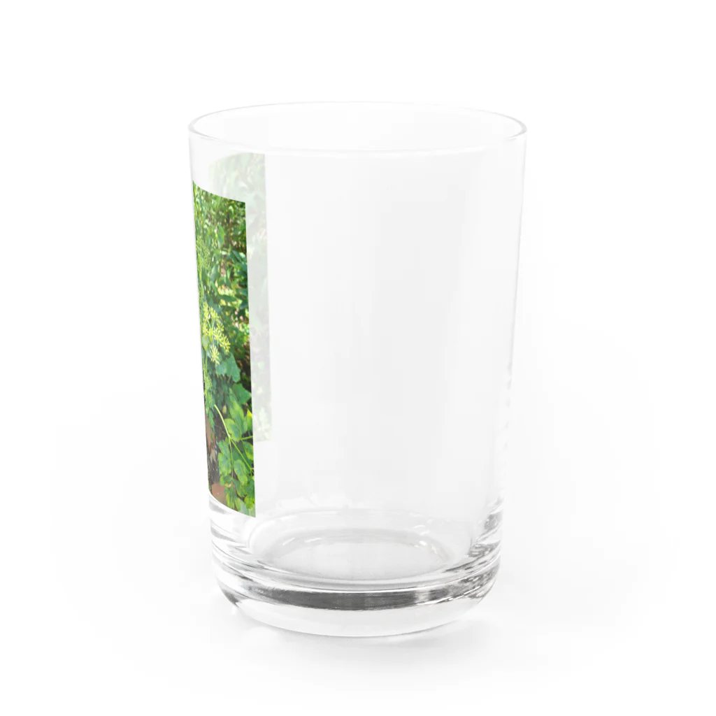 東綬のアシタバの花 Water Glass :right