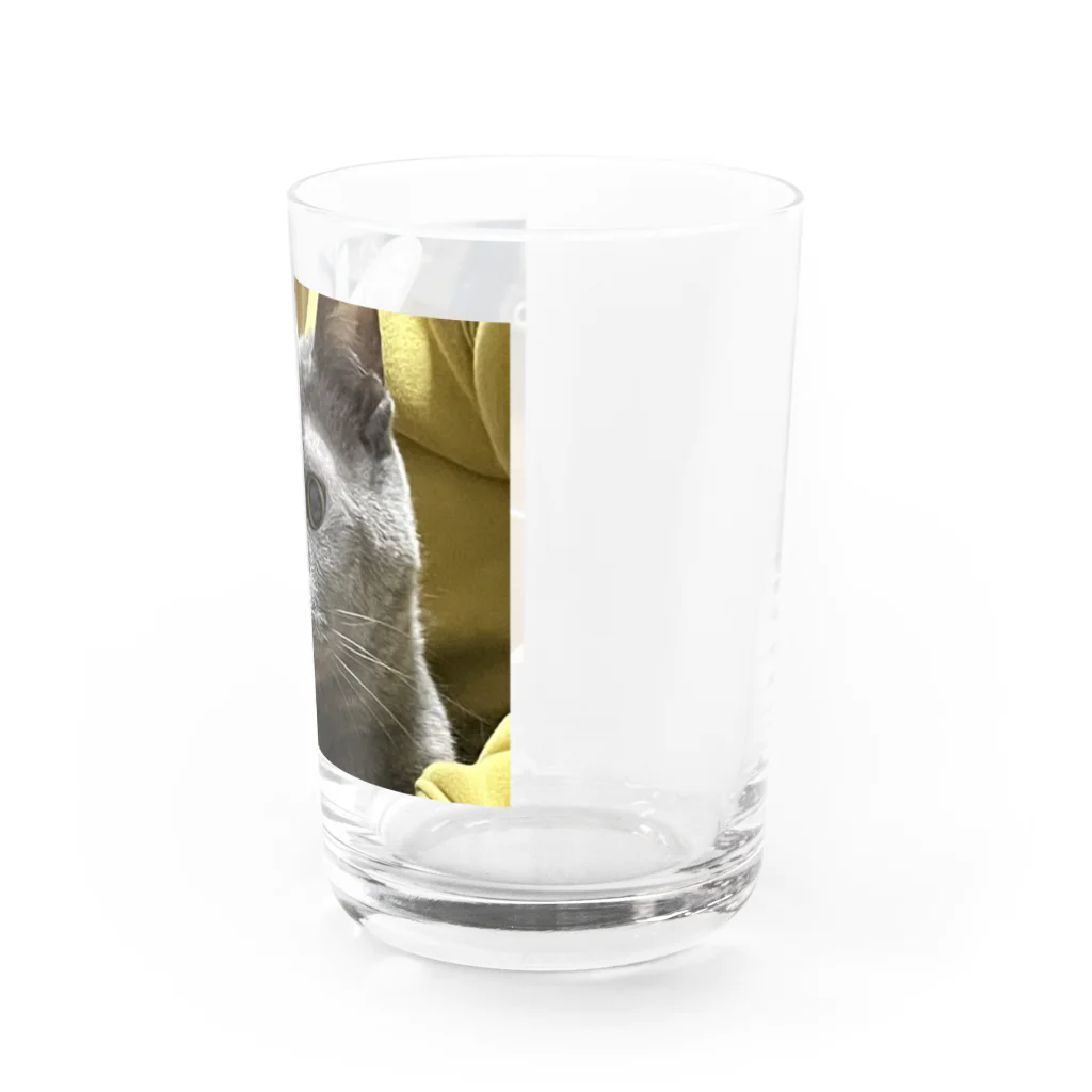 あこの実家の猫 Water Glass :right