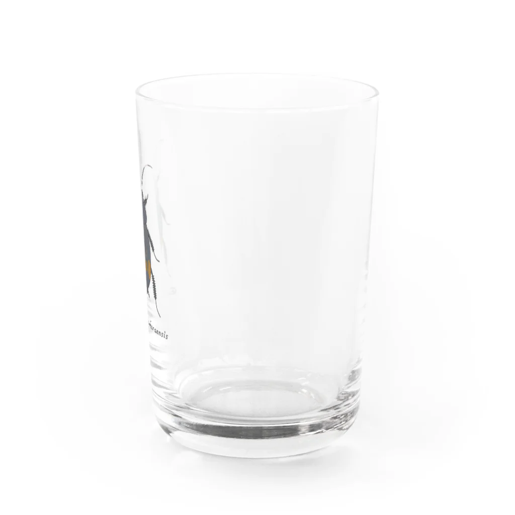 にこぴの生きもの屋さんのアカボシルリゴキブリ  Water Glass :right