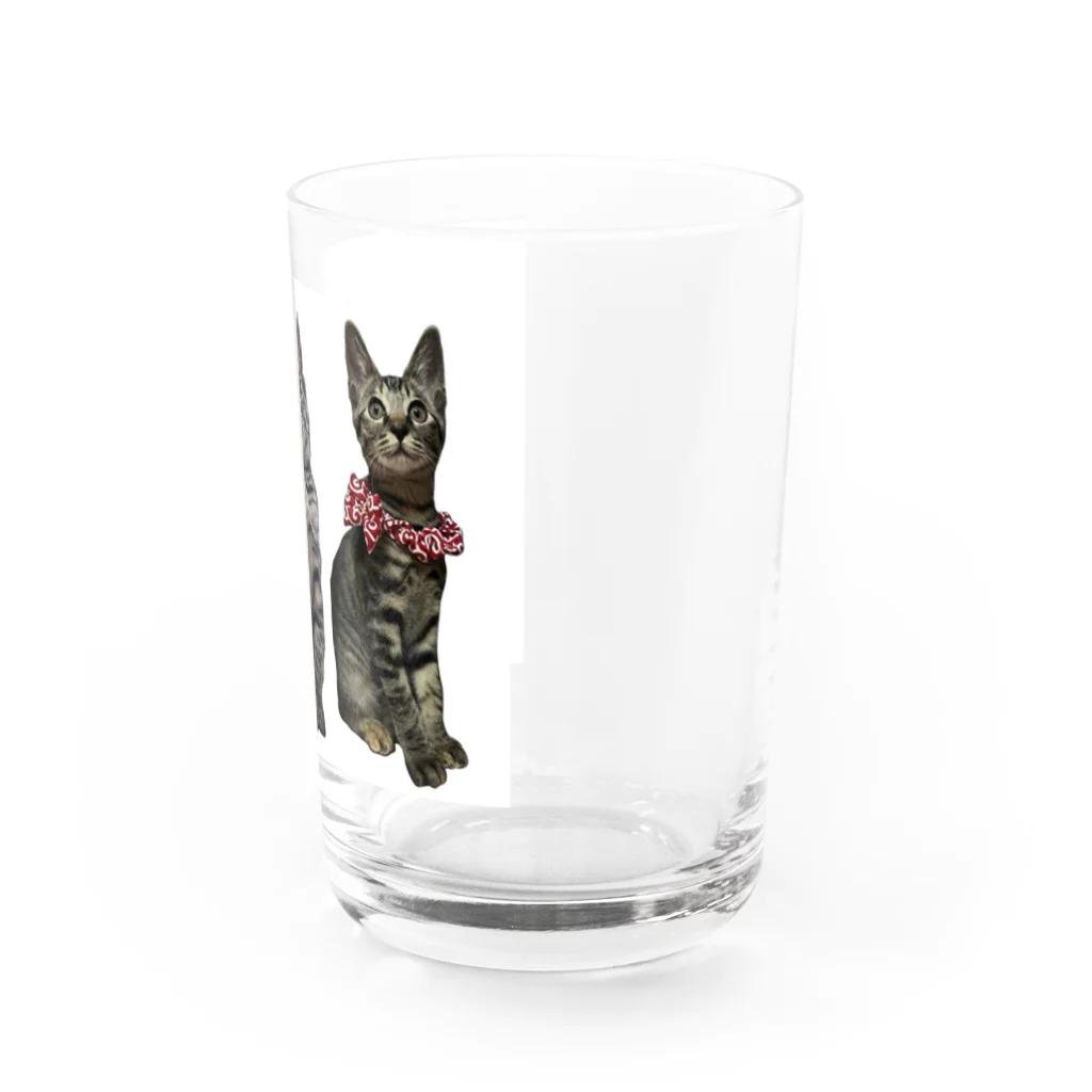 ブティックNENE🐾のネネの仔猫時代 Water Glass :right