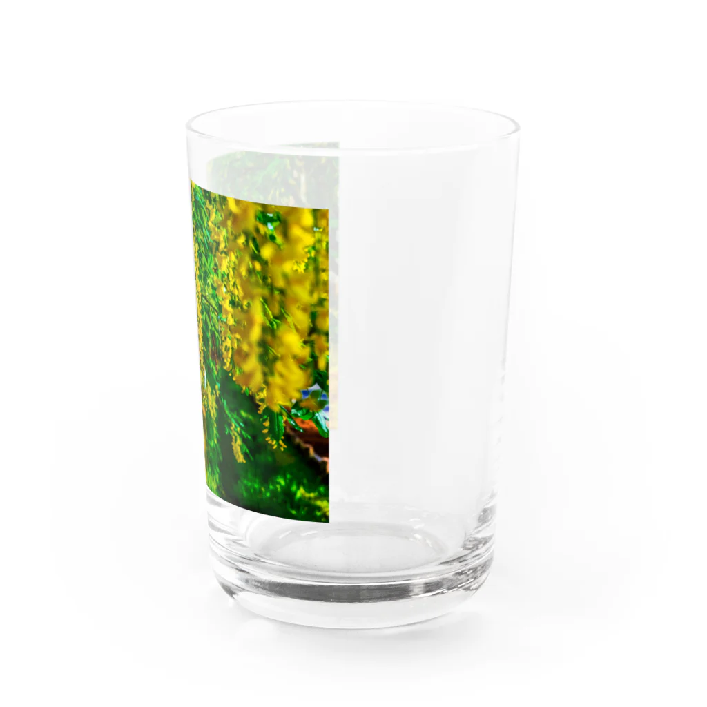HANA-STUDIOのキングサリ Water Glass :right