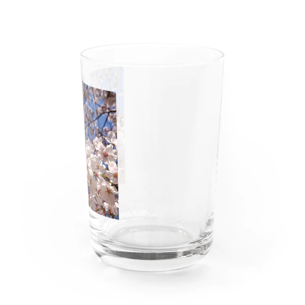 DayaKayaのいつでもどこでも桜爛漫 Water Glass :right