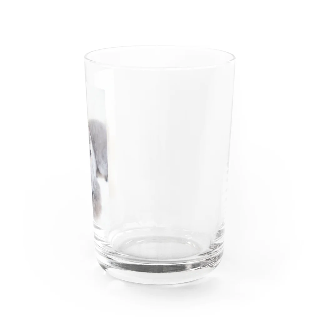 lino-himeのトイプードル Water Glass :right