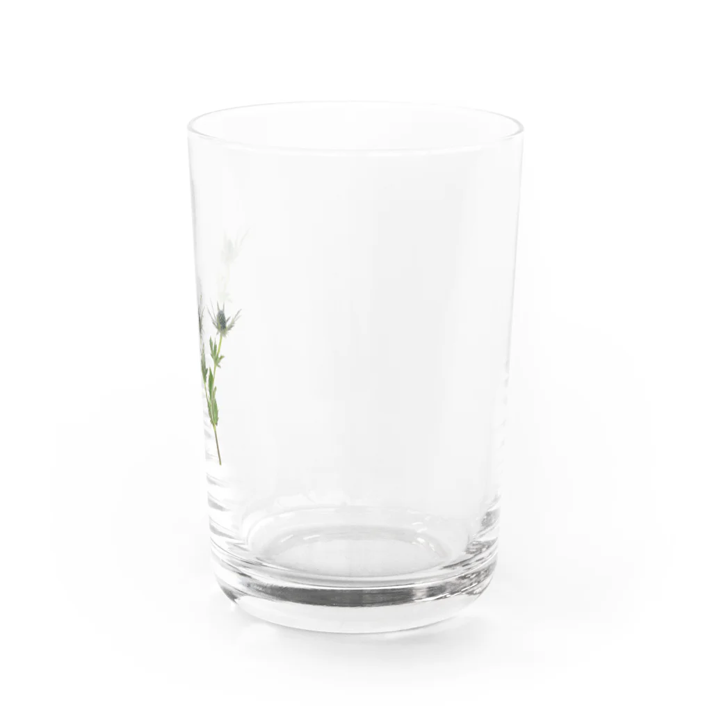 Ficusのエリンジューム Water Glass :right