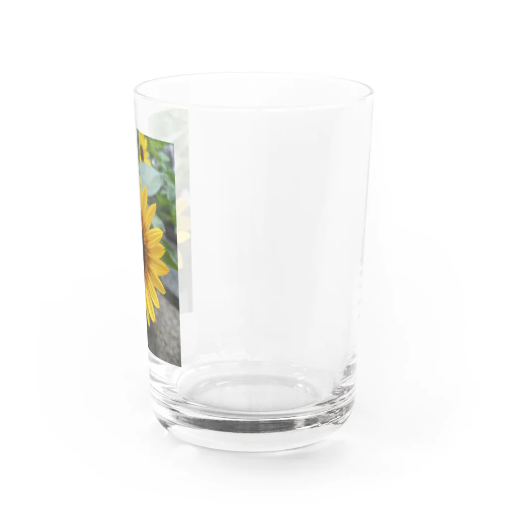 ま〜ぶる　ま〜ぶるのちょっぴり　まぶしい　ひまわり Water Glass :right