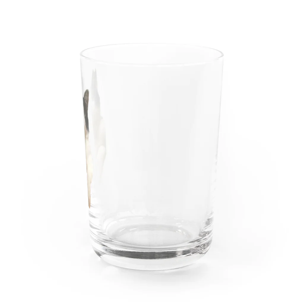 みいた君とみいと君😊仲良し兄弟のみいと君 Water Glass :right