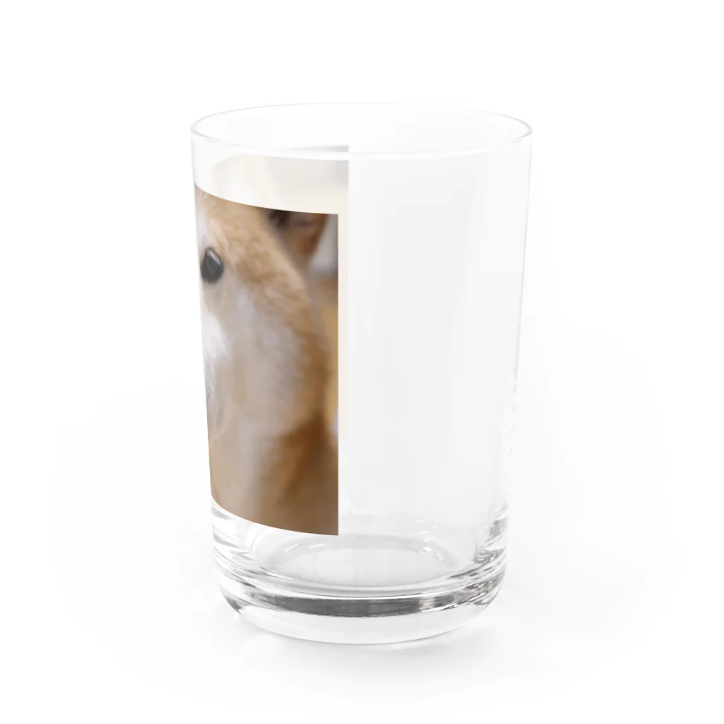 tamanikawaii_shibainuのすまし顔の柴犬♂ Water Glass :right