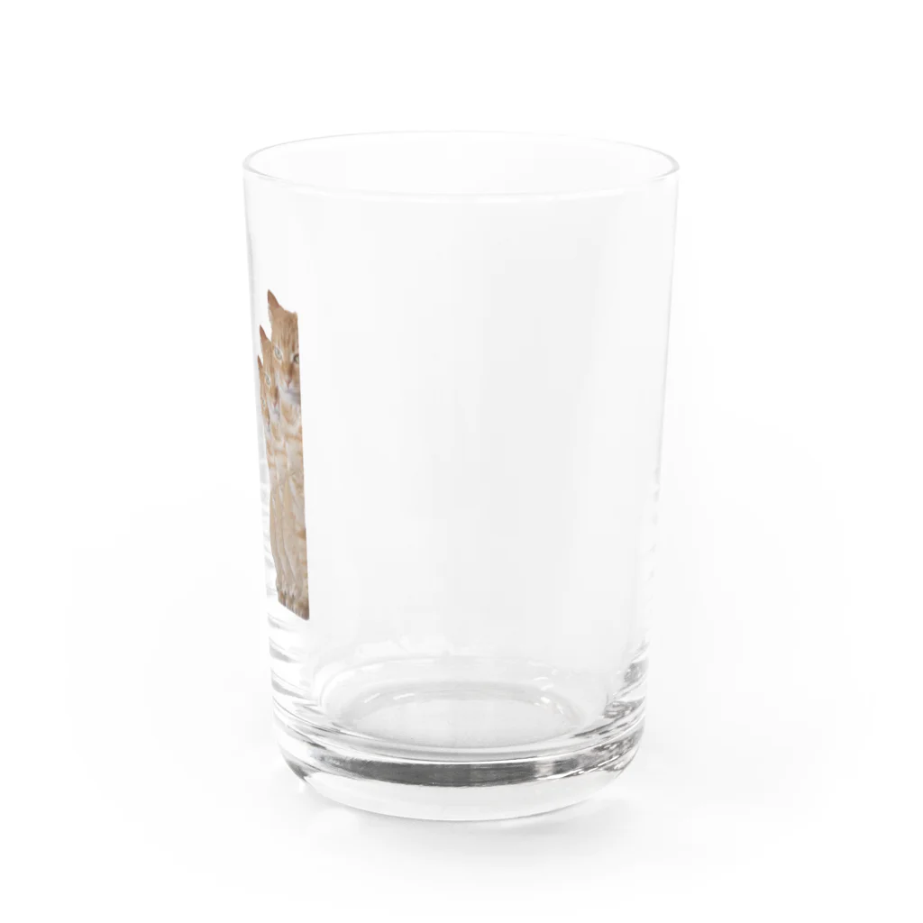 neMuのねこはみた。とりぷるず Water Glass :right