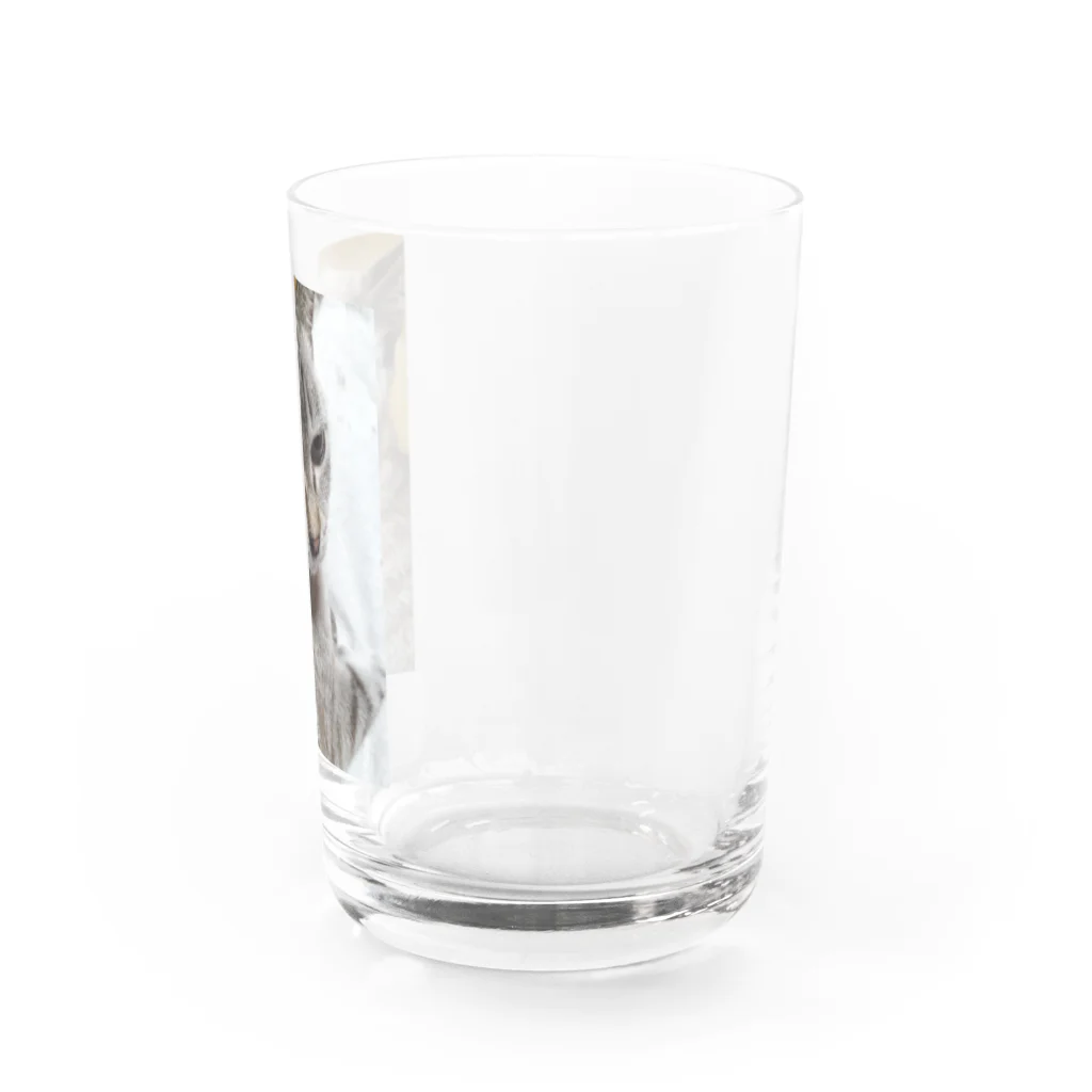 ねこの森でお散歩のさあ、モフりなさいよ。 Water Glass :right