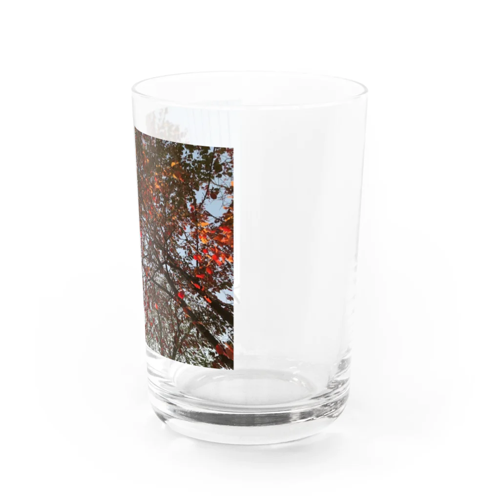 空屋　sorayakusakaの201910181619002　桜の紅葉 Water Glass :right