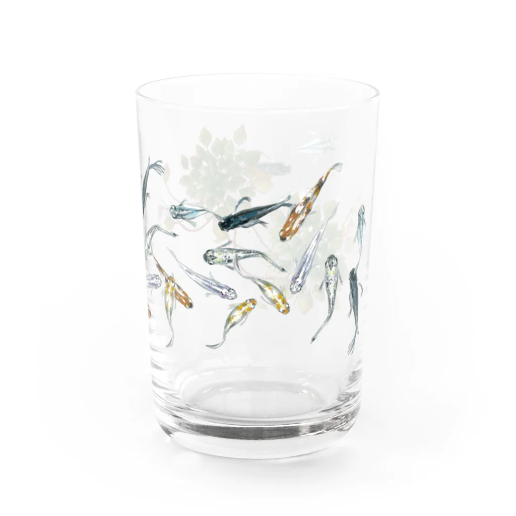 トラのメダカとウォーターダイヤのコップ(小) Water Glass :right