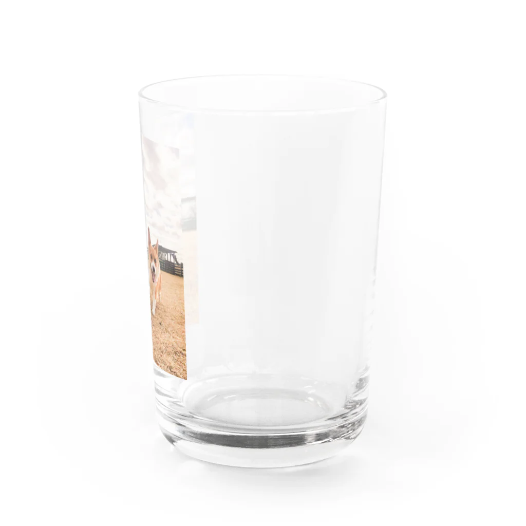 脚長コーギーの脚長コーギーむぎくん Water Glass :right