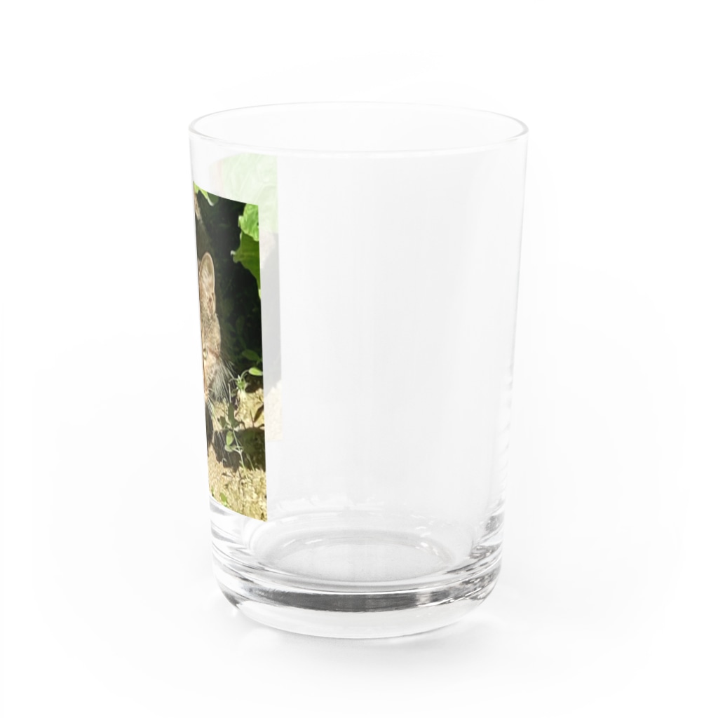 くまくま農園の野生の雉虎 Water Glass :right