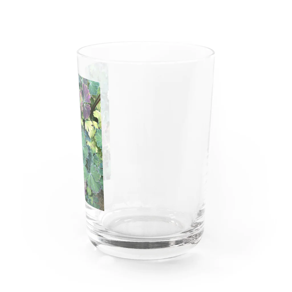 shako2511の草 Water Glass :right