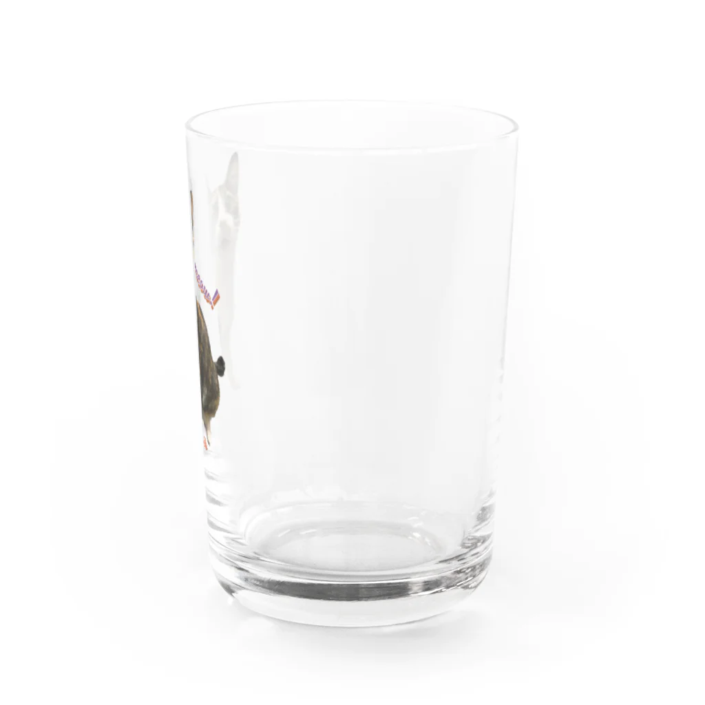 三毛猫tetoteの三毛猫teto 「meow!」 Water Glass :right