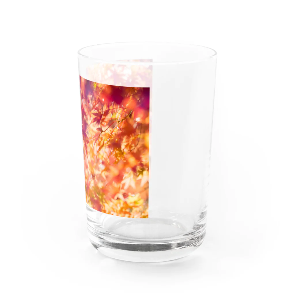 最終進化的量産型良のオレンジノコウヨウ Water Glass :right