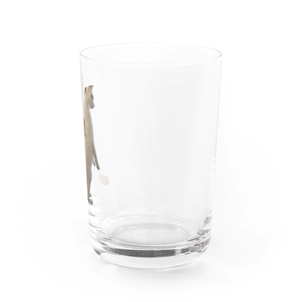 ☆家猫カンパニー社員グッズ☆のスタンディングきびだんご Water Glass :right