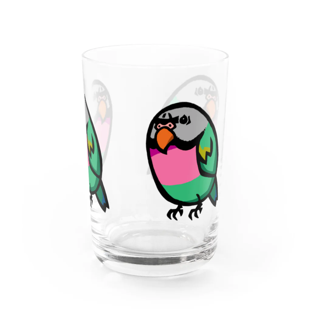 カゲトラのダルマインコのカゲトラさん（ギョリギョリ・トリオ） Water Glass :right