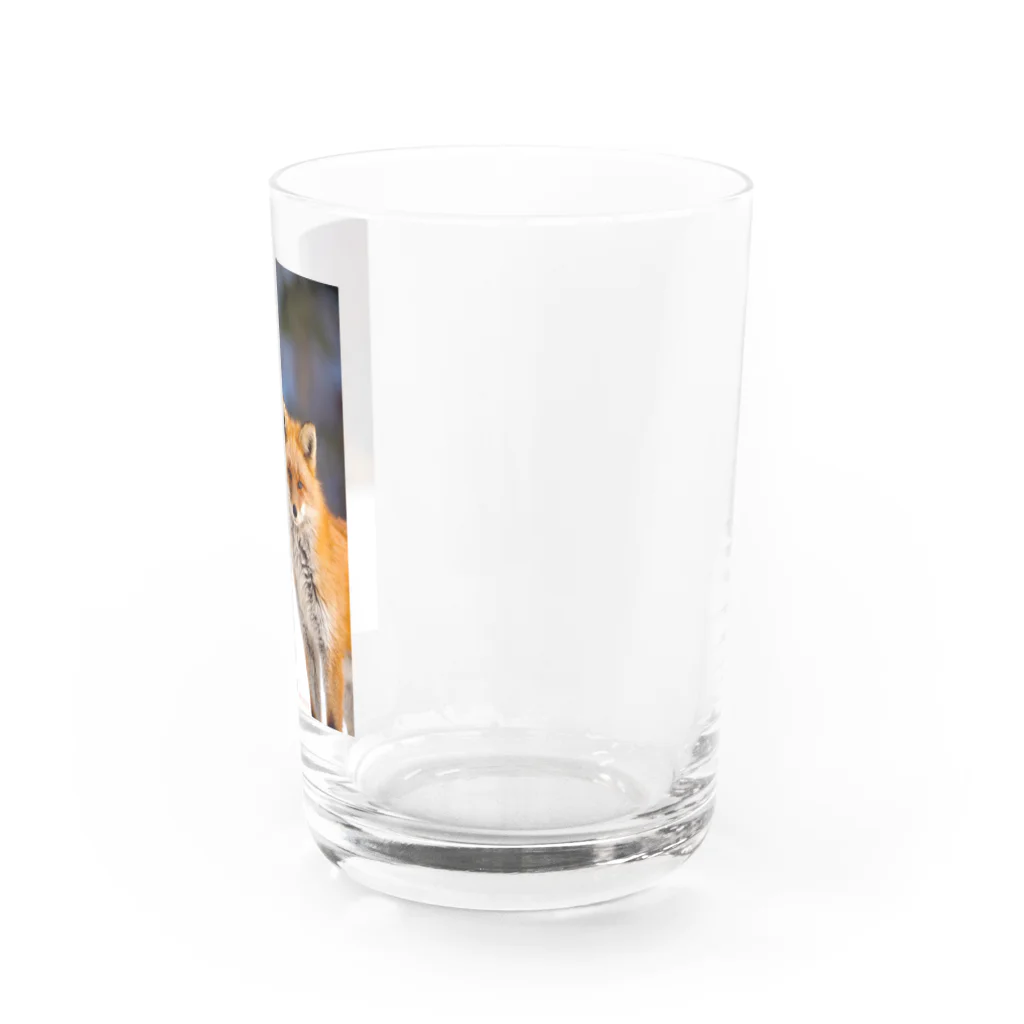 cow_cherry blossomsのNature of Hokkaido(Fox) Water Glass :right