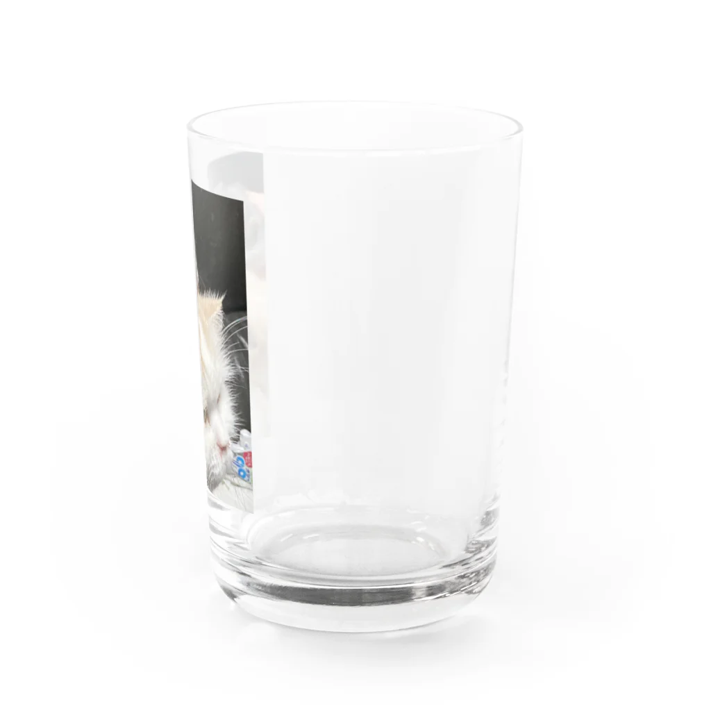 猫とチンチラとポメのみるくさんとチンチラの赤ちゃん Water Glass :right