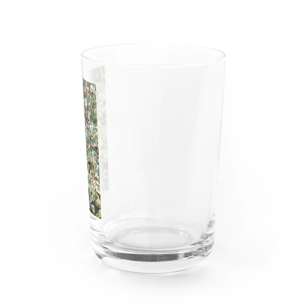 月澄狸の開花中のゴシキドクダミ Water Glass :right