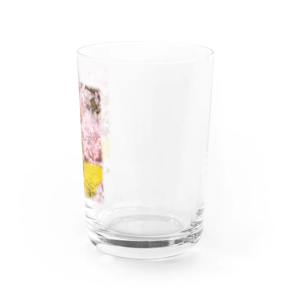 うさぎのうみちゃんねるショップのお花見うさぎ-うさぎのうみ Water Glass :right