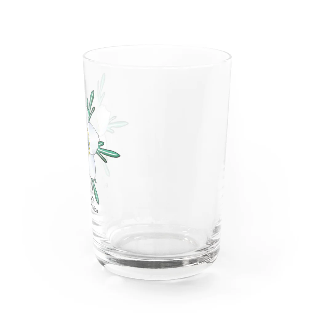 アデニウム(花・植物)のセツブンソウ(節分草) Water Glass :right