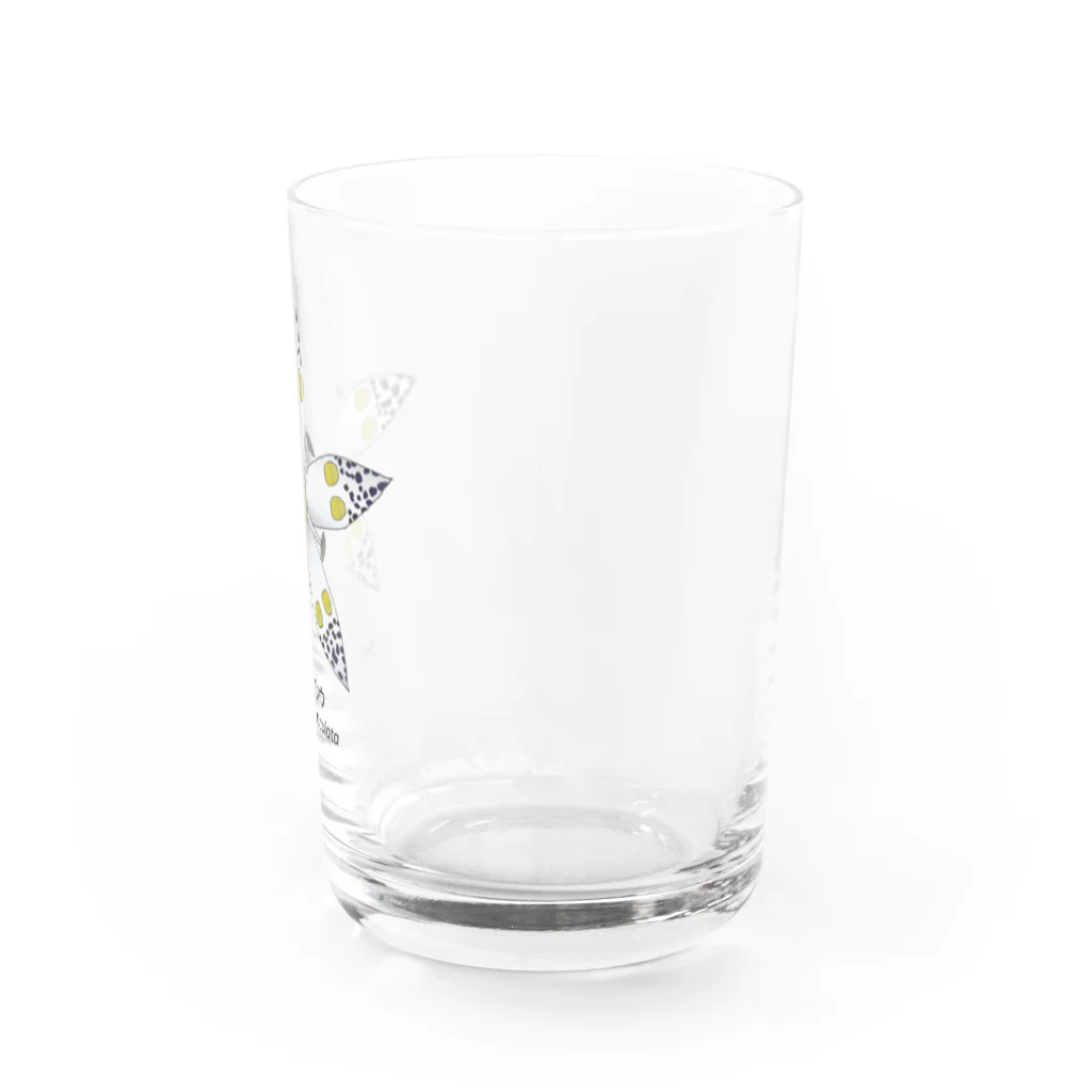 アデニウム(花・植物)のアケボノソウ(曙草) Water Glass :right