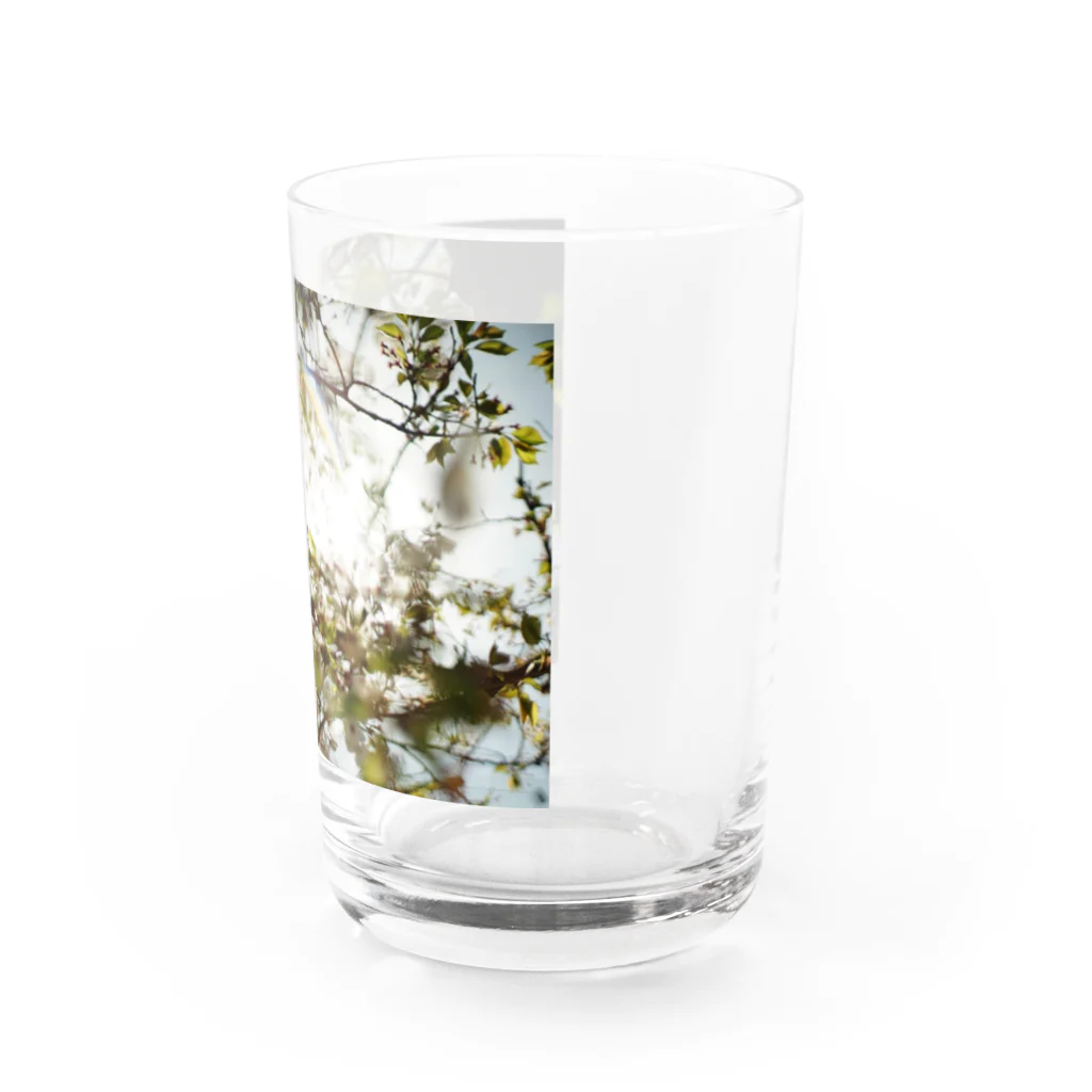 いぐのしんの桜と光 Water Glass :right