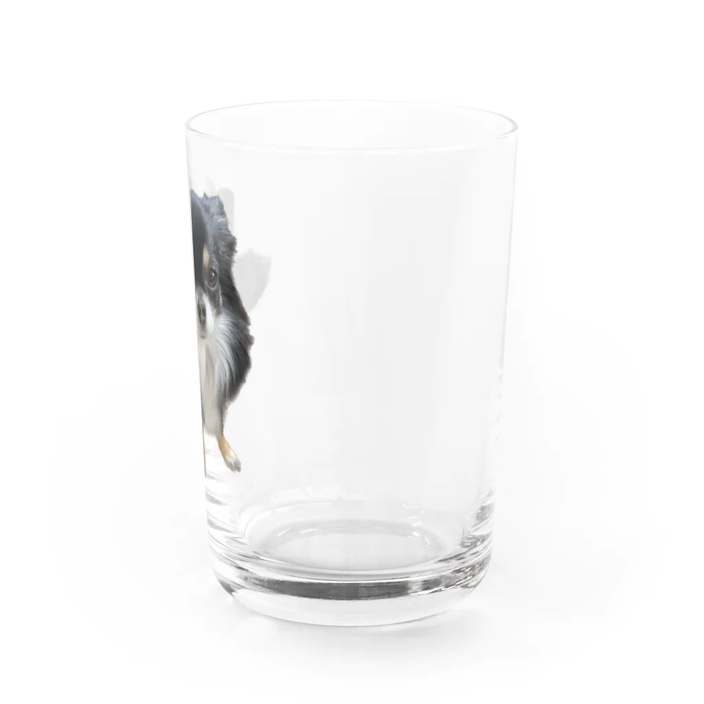 ちわわのりんちゃんのちわわのりんちゃん Water Glass :right