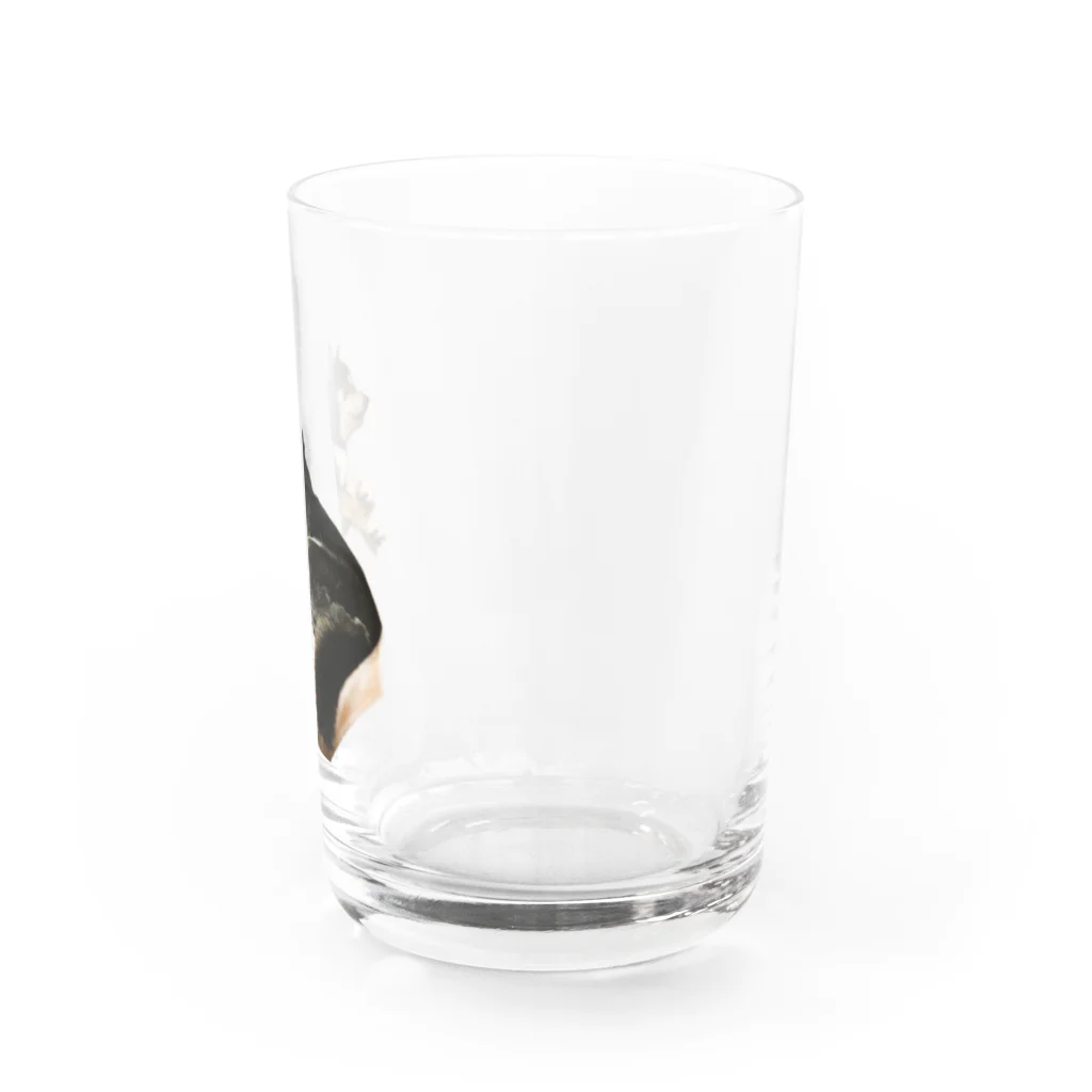 achahiの黒柴犬　ジョシーバ　癒し Water Glass :right