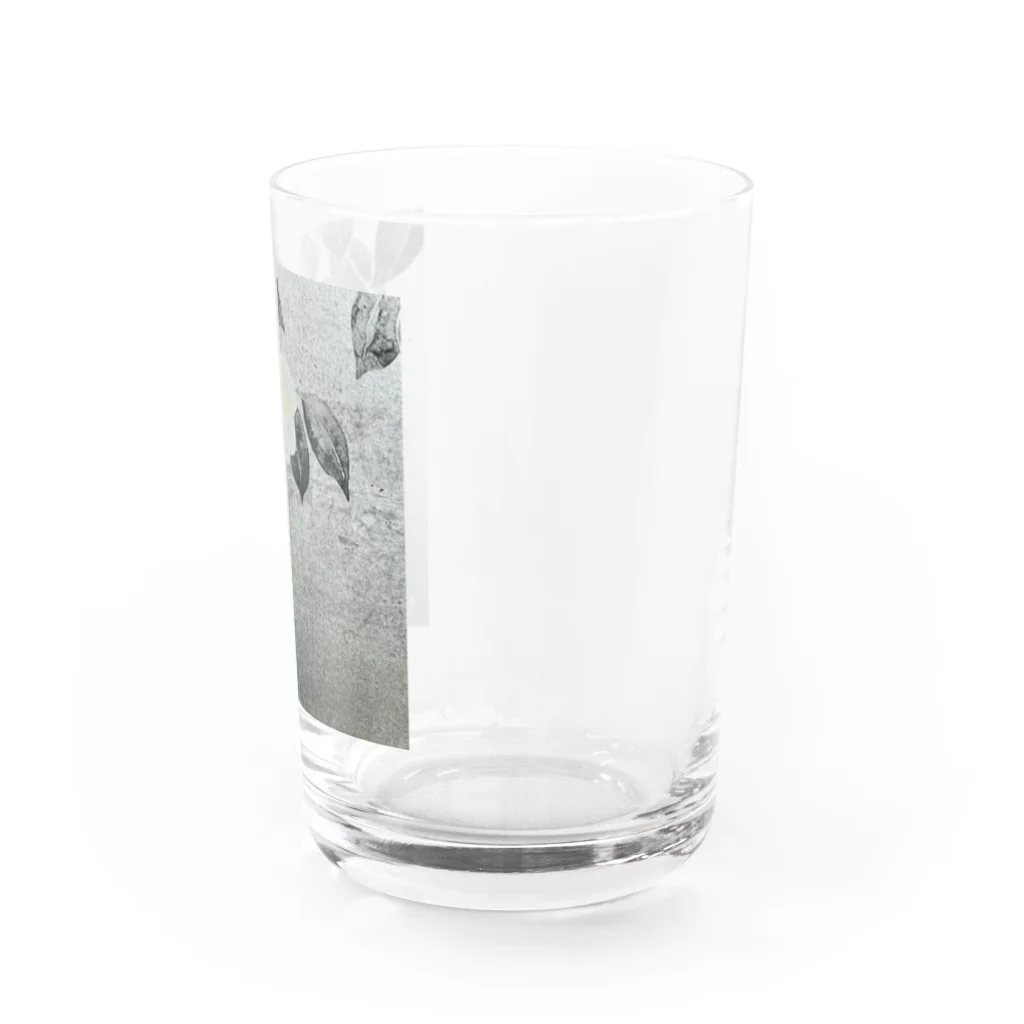 mothofthesunの白椿 Water Glass :right