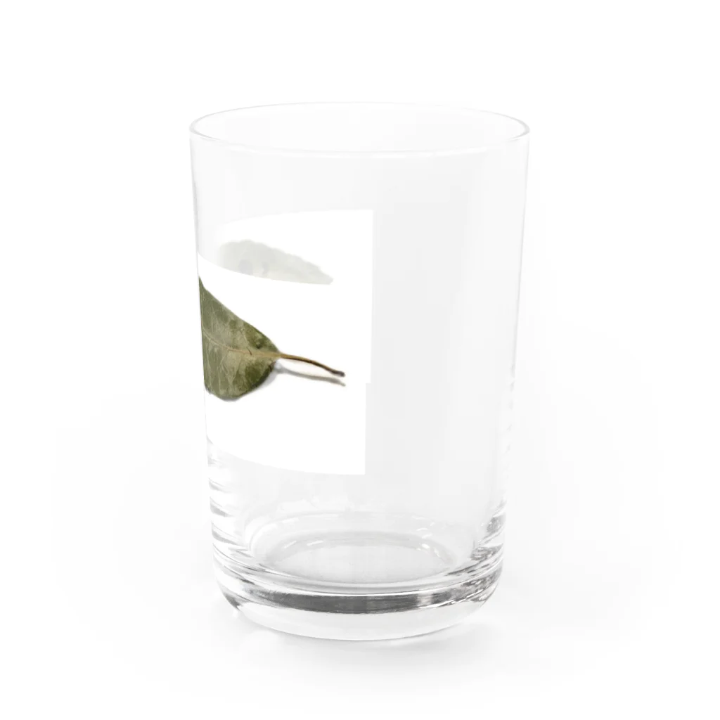 むすこたちのおみせのはっぱくん（長男） Water Glass :right