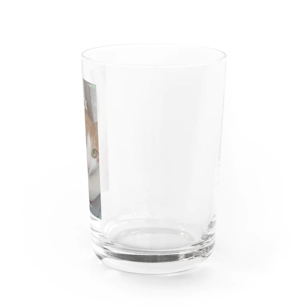 ももがいっぱいショップ　ネコのカメラ目線もも　ネコ Water Glass :right