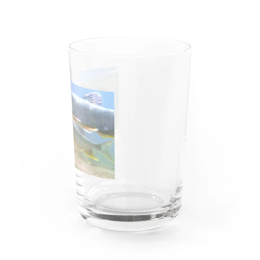 うきごりの琵琶湖の魚たち~ハスとニゴイ Water Glass :right