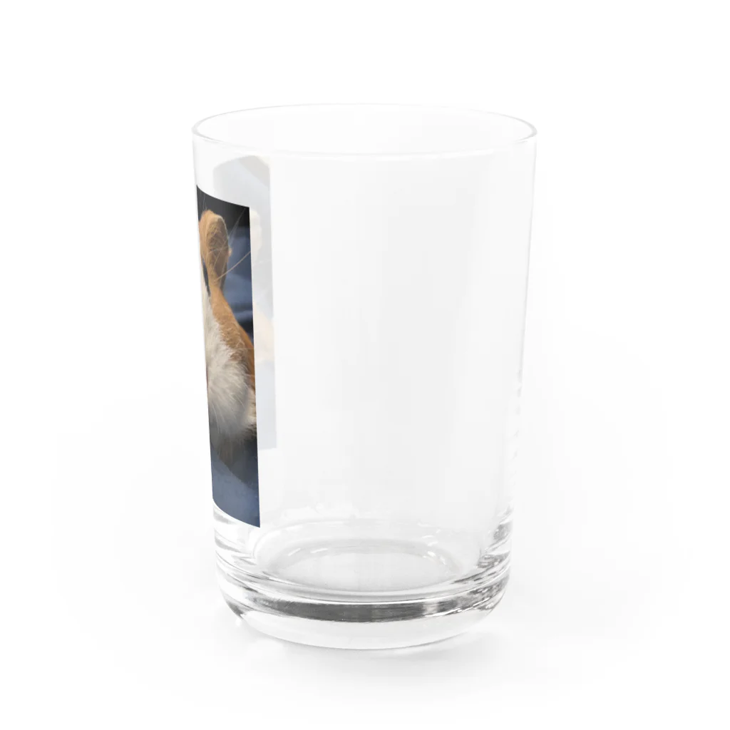 クリエイティブ ショップのドアップのモルちゃん Water Glass :right