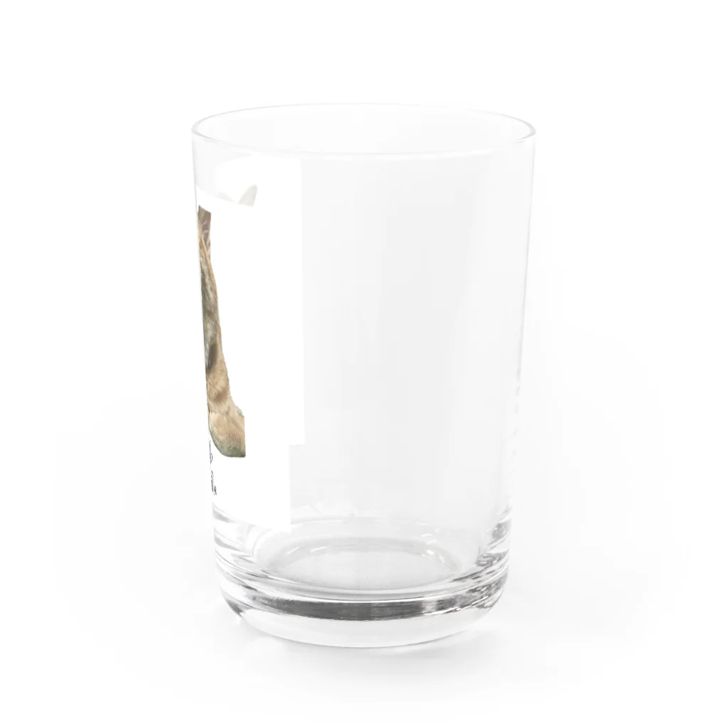 kikaku の猫ごじら Water Glass :right