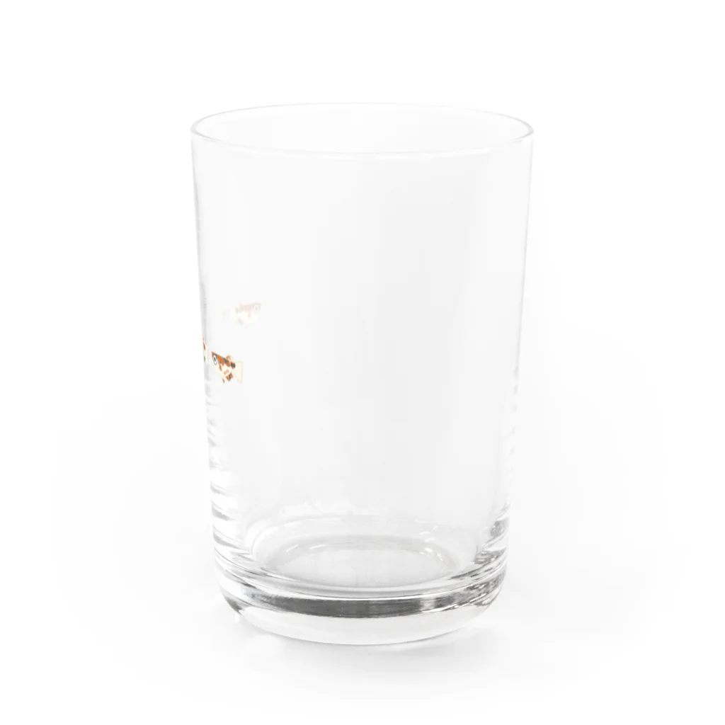 めだか屋あいなるのめだか屋あいなる　三色メダカ(３連) Water Glass :right