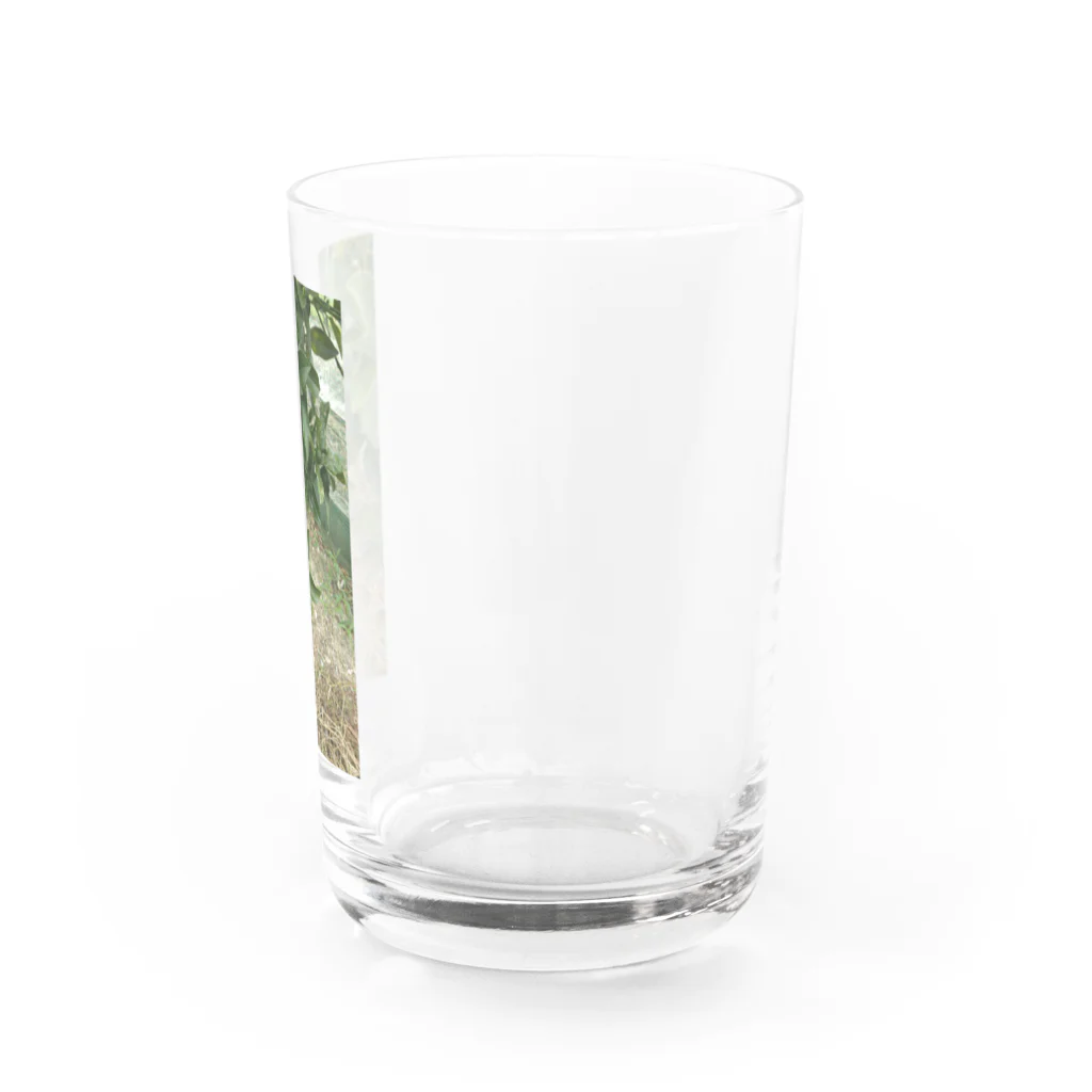 seikonisikooriの緑金柑の実 Water Glass :right