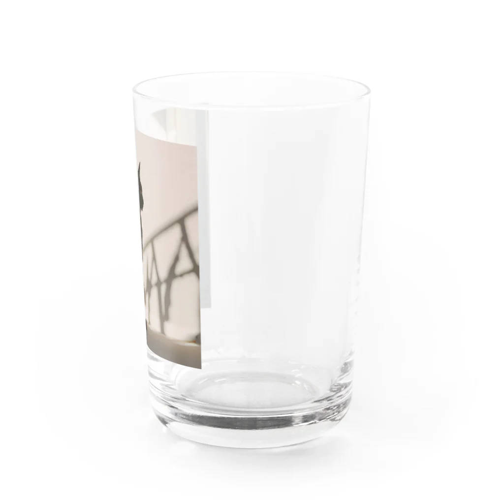 ことこと♂@トレーダーの影シルエット　猫 Water Glass :right