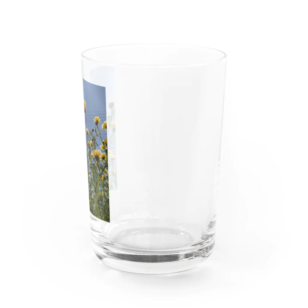 MMの黄色い春菊の花 Water Glass :right