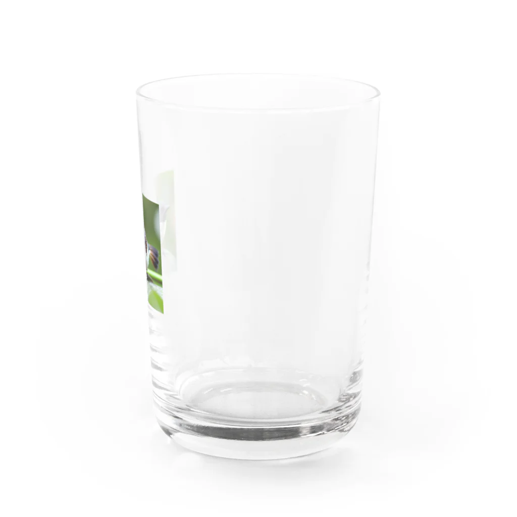 フリーダムのどこかを見つめている小鳥 Water Glass :right