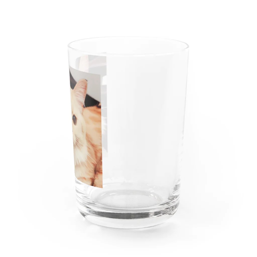 k-mintoの可愛い長毛種のネコちゃんグッズ Water Glass :right