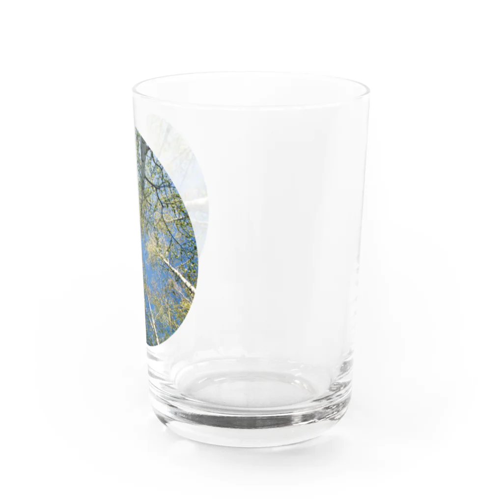 guchy-kの白樺1 Water Glass :right