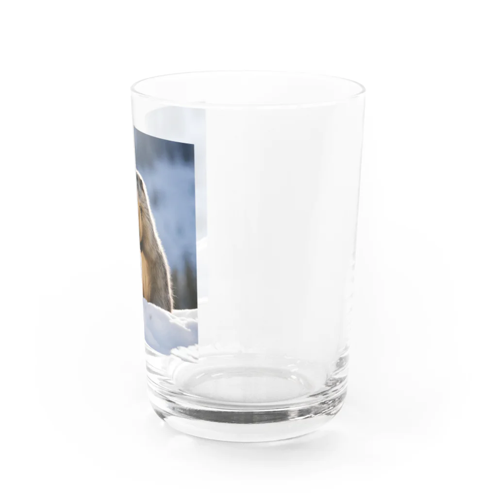 tonsoku13の歌うマーモット Water Glass :right