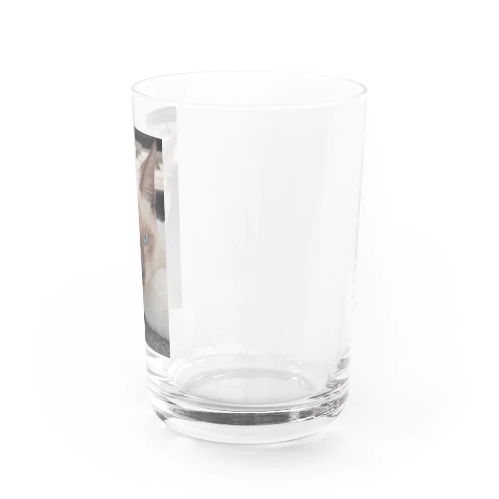 Makoto_Kawano Designの悪そうなのにカワイイ猫ちゃん Water Glass :right